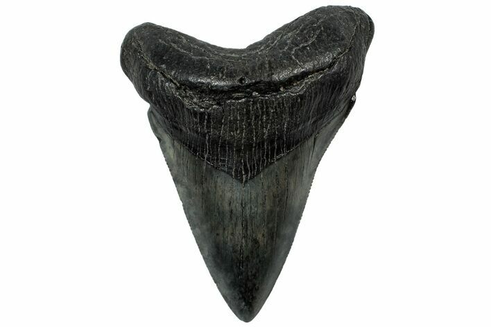 Serrated, Fossil Megalodon Tooth - South Carolina #310032